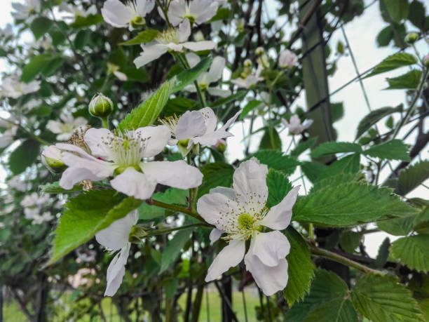 istock Selective focus and blur flowering blackberries in summer. and attaching it to the grid. 1461424629