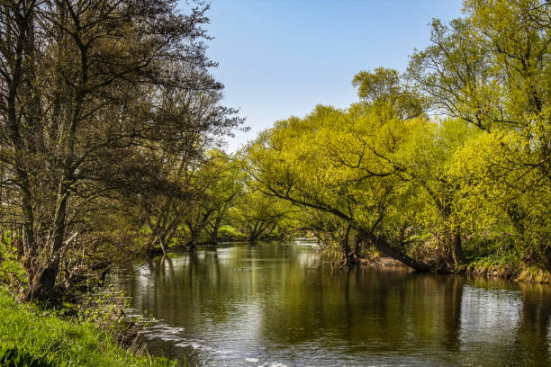 istock A view of a river floodplain. Lined with trees that tower far above the water 1461424721