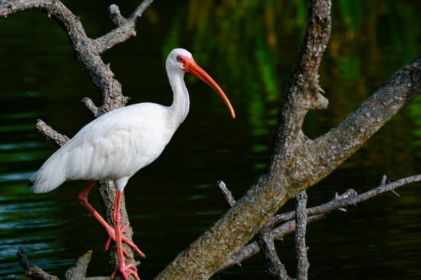 ibis bianco americano - freshwater bird animals in the wild feather animal leg foto e immagini stock