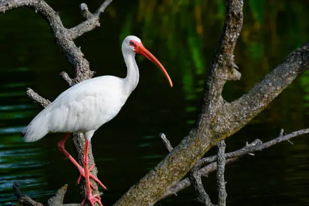 Close-up of American white ibis standing on a dry tree in a swamp.