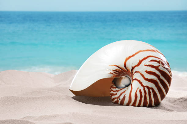 istock Nautilus shell on sandy beach near ocean 1461426265
