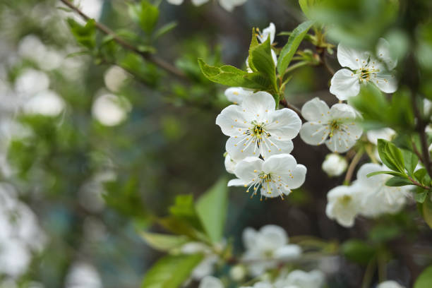 Closeup view of beautiful blossoming tree outdoors, space for text. Spring season