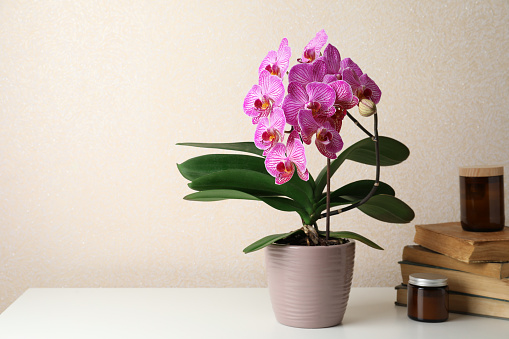 Beautiful blooming orchid, jars and stack of old books on white table near beige wall. Space for text