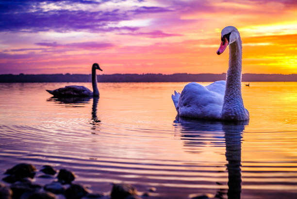 swan at a lake in bavaria - germany