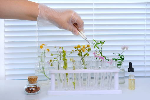 woman scientist prepares sample of plants for analysis in university laboratory, studies plant dna, concept science, chemistry, biological laboratory, people professionals, natural medicine