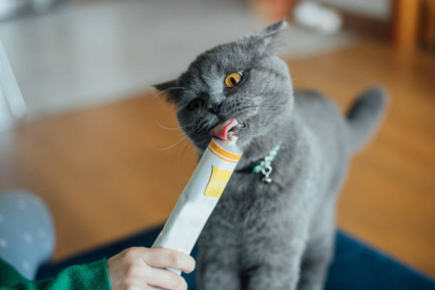 Domestic Cat Enjoying Its Meal