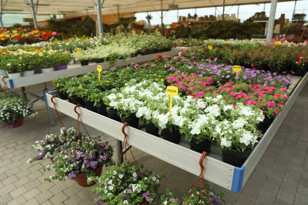 istock Many beautiful blooming phlox plants on table in garden center 1461428537
