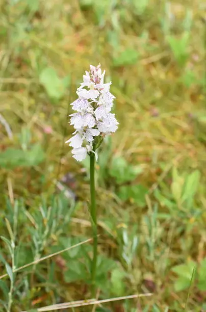 Moorland spotted orchid Dactylorhiza maculata