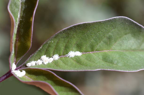 waage insekten - schmierläuse stock-fotos und bilder