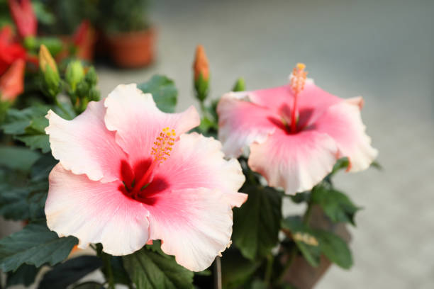 istock Hibiscus bush with beautiful pink flowers, closeup 1461428681
