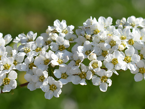 Closeup on the white flowers of a Spirea van houtt shrub