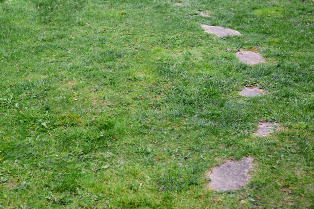 istock View of stone pathway and green lawn in park 1461428790