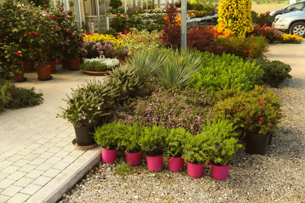 istock Many different potted plants near garden center 1461429207
