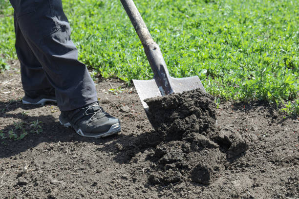 istock Gardener digging soil with shovel in garden, closeup 1461429530