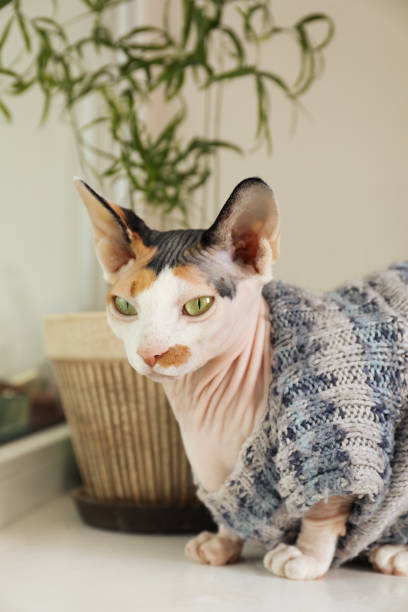 istock Cute Sphynx cat in warm sweater on white table at home 1461430156