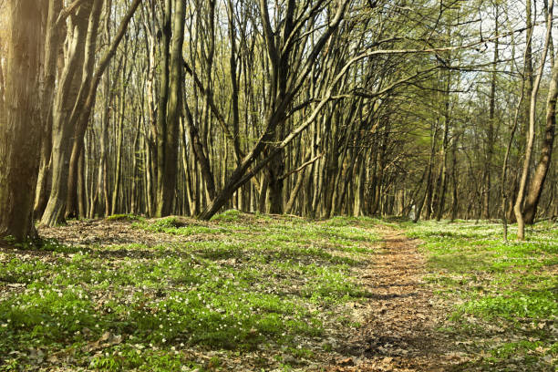 Beautiful forest with white wild flowers and trees'