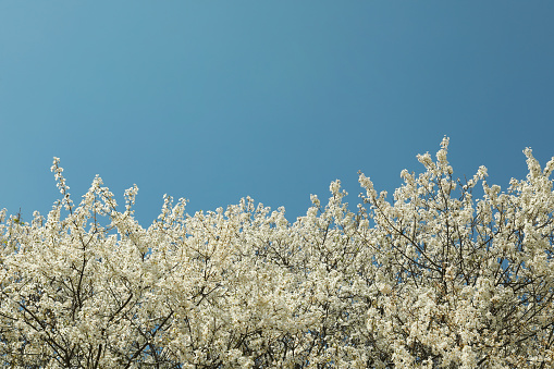 Branches of blossoming cherry tree with beautiful white flowers against blue sky