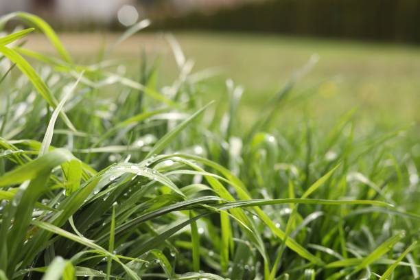 istock Beautiful bright green grass with water drops outdoors, closeup 1461430422