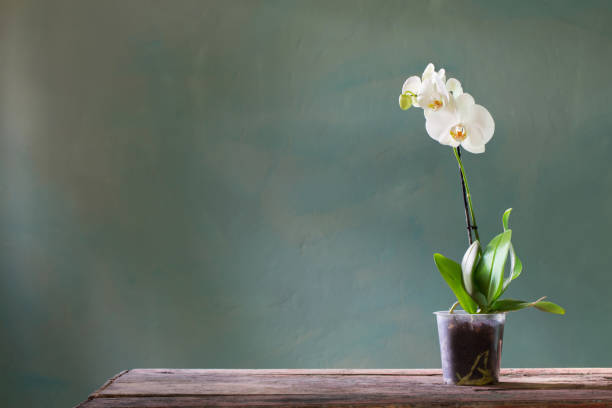 istock orchid flowers in pot on old wooden table 1461430523