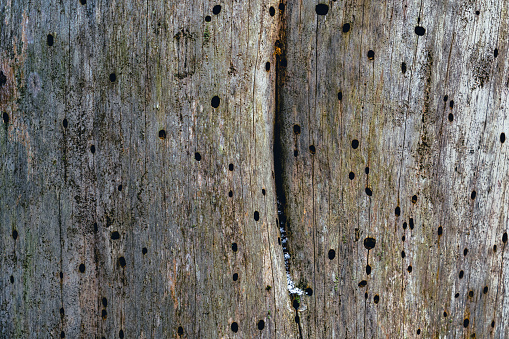 Woodworm holes. Background of Old wooden trunk affected by woodworm with holes. Wood-eating larvae of species of beetle.