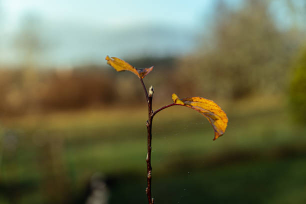 A small thin tree with two yellow leaves growing up against morning sun. nature background