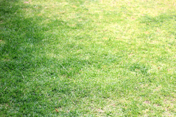 istock Background of green grass outdoors in the park freshly cut with natural pattern 1461430708