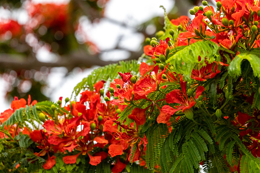 Flowering Flame Tree with beautiful red flowers, Royal Poinciana, background with copy space, full frame horizontal composition