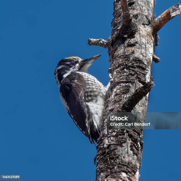 American Threetoed Woodpecker Stock Photo - Download Image Now - Beak, Bird, Color Image