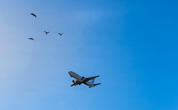 istock Airplane and birds in the blue sky. 1461431211