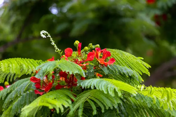 Flowering Flame Tree with beautiful red flowers, Royal Poinciana, background with copy space, full frame horizontal composition