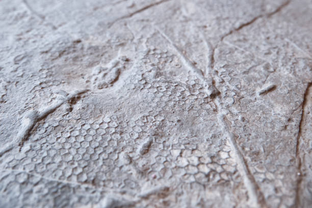 istock The graphoglyptid trace fossil Paleodicyon. Paleodictyon is a trace fossil, usually interpreted to be a burrow. 1461433254