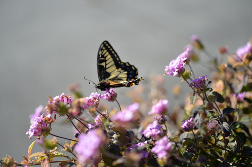 Beautiful yellow and black Anise Swallowtail butterfly sips nectar of purple flowers in the sun