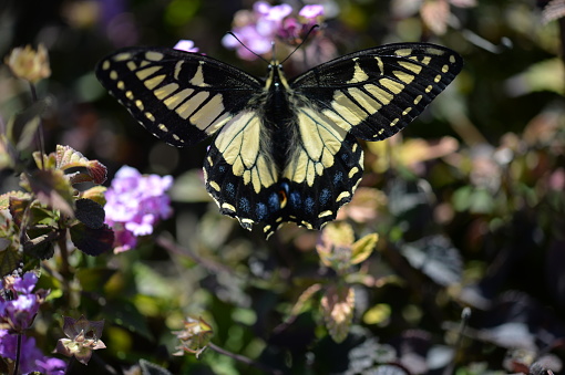 Beautiful yellow and black Anise Swallowtail butterfly sips nectar of purple flowers in the sun top view of spread wings