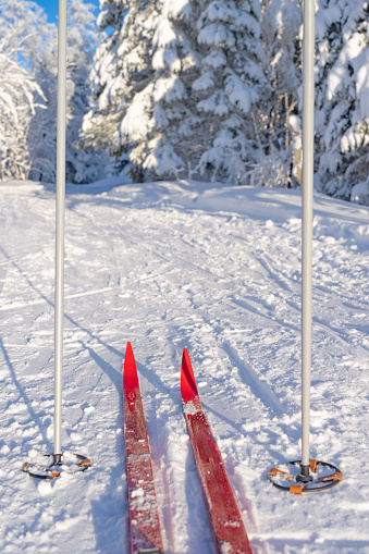 Cross-country skis in Nordmarka forest area in the hills of Oslo.