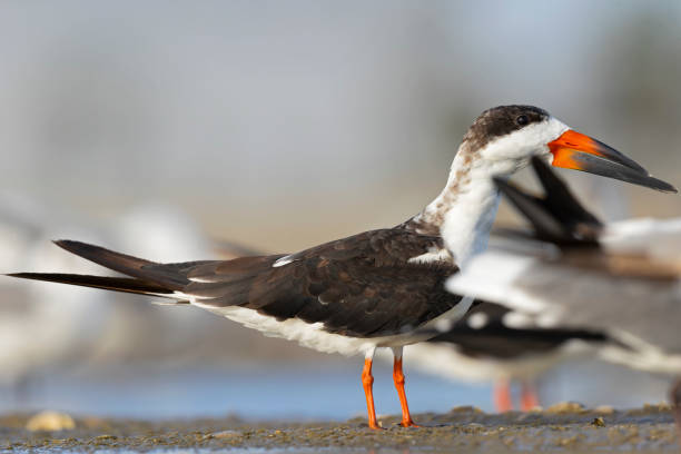 istock An American black skimmer (Rynchops niger) resting and preening on the beach. 1461439952