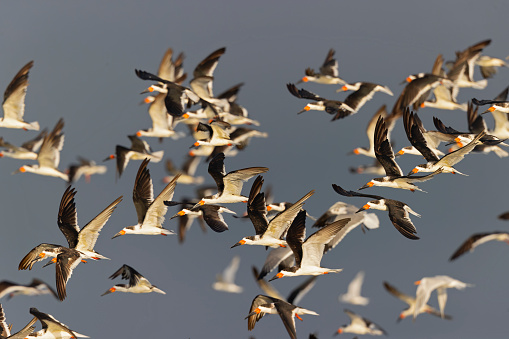 A large group of tern-like bird  flying a long the coastline with a colorful background.