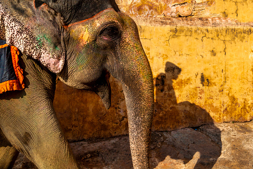 In Jaipur, Indian elephant close-up and its mahout shadow visible on the background wall.