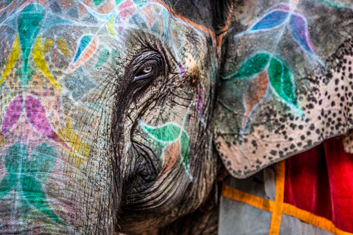 Close-up of an Indian elephant face painted in Holi Festival colors.