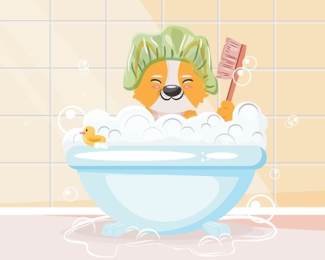 Bathing dog with a shower cap in the bathroom. Cute corgi bathing with a brush in a lot of foam. Pet care, bathing, groom concept illustration.