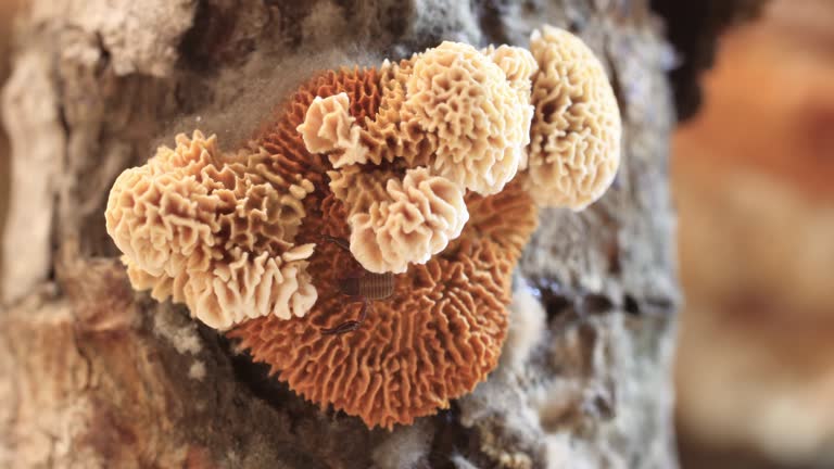 Trametes versicolor mushroom - Catalonian forest near Berga