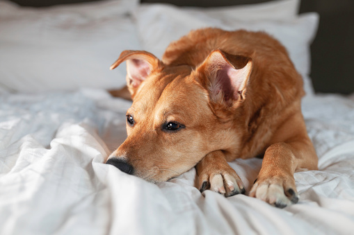 Bored mixed breed red dog napping on the bed. Pet alone at home. Adoption and care concept.