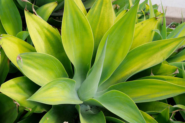istock Beautiful green Agave plant 1461448243
