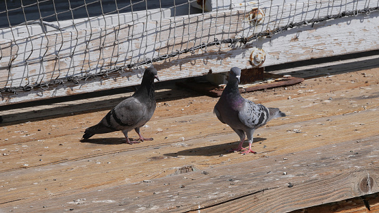 Pigeons on the San Clemente Pier in Orange County, California, USA