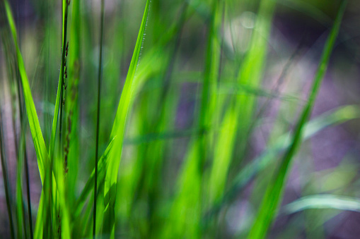 defocussed nature background with green grasses in sunny day