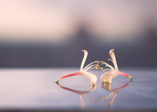 istock a pair of honeysuckle flowers 1461453019