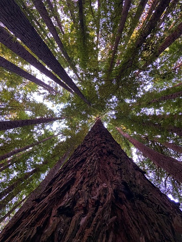 Looking up at Redwood Tree Canopy