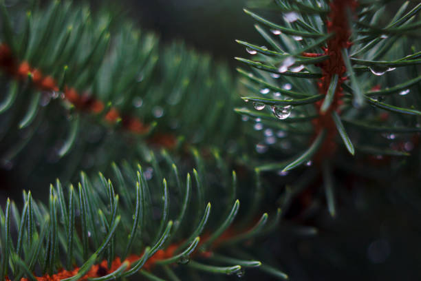 Fir tree detail with raindrops