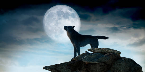 istock silhouette of wolf howling at the full moon  3d render 1461454223