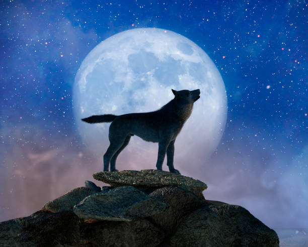 istock silhouette of wolf howling at the full moon  3d render 1461454233