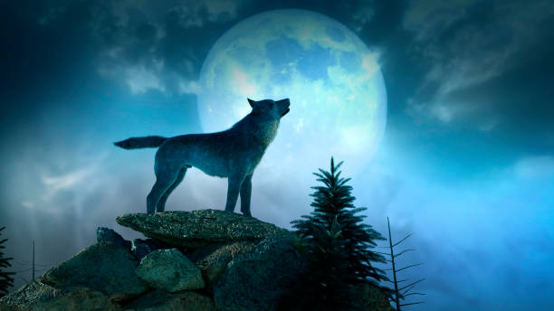 siluetta del lupo che ulula alla luna piena 3d render - lupo foto e immagini stock